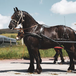 Horse cart on road against sky