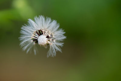 Close-up of white dandelion flower