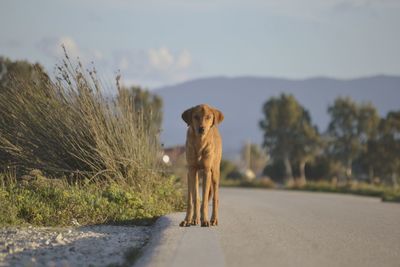 Portrait of dog standing on road against sky