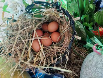 High angle view of eggs in nest