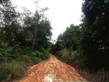 Road amidst trees in forest against sky