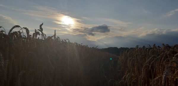 Plants growing on field against sky during sunset