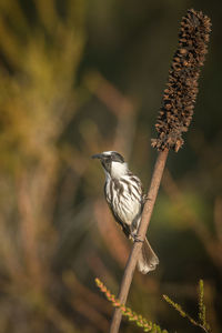 Close-up of bird perching on branch