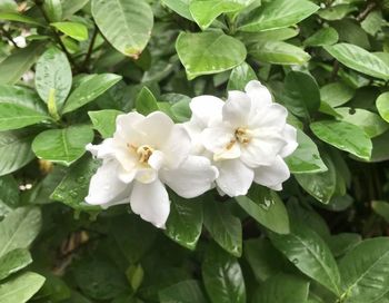 Close-up of white flowering plant leaves