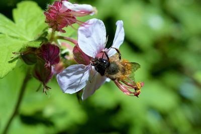 Close-up of bee pollinating flower