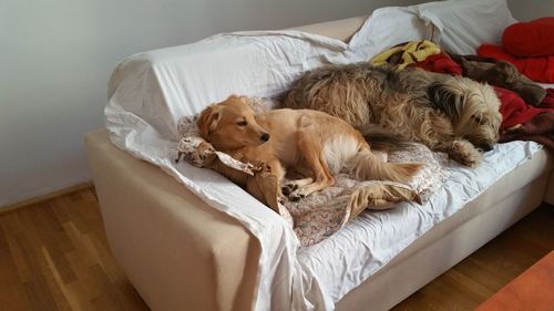 High angle view of dog sleeping on bed