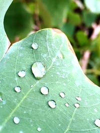 Close-up of water drops on leaf