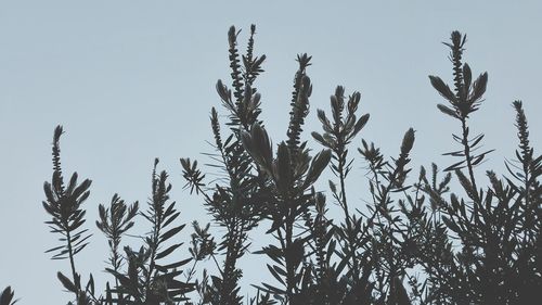 Low angle view of branches against clear sky