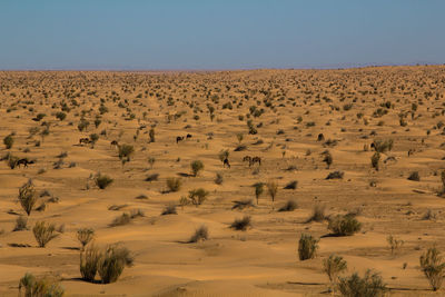 Scenic view of landscape against clear sky