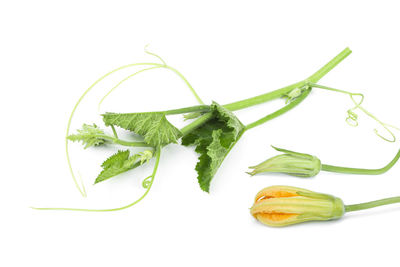 Close-up of vegetables against white background