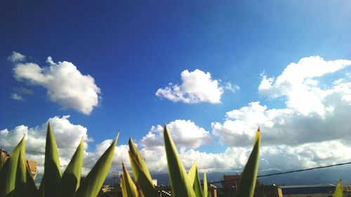 Low angle view of plants against blue sky