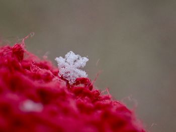 Close-up of snow on red flower