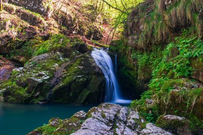 Scenic view of waterfall in forest