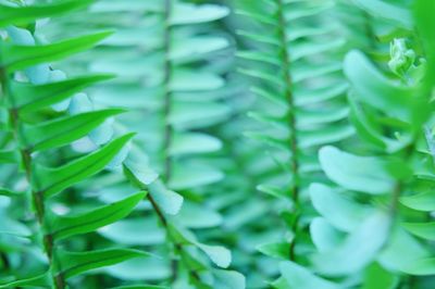 Full frame shot of leaves