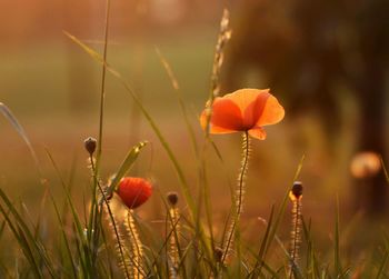 Close-up of poppy growing outdoors