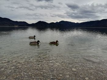 View of ducks swimming in lake