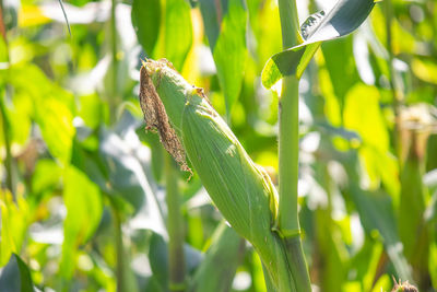 Close-up of insect on leaves