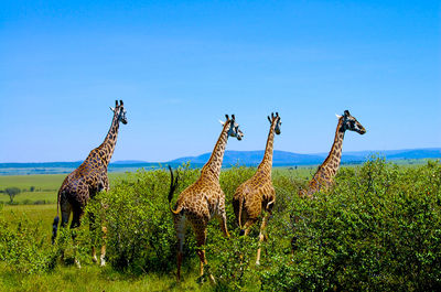 View of giraffe on field against clear sky