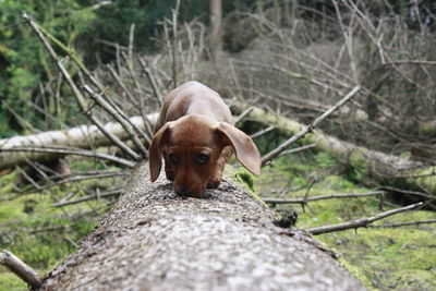 Portrait of dog by fence against plants