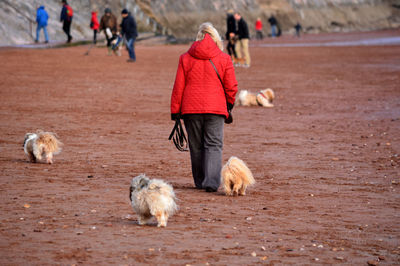 Rear view of dog walking on snow