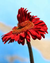 Close-up of red flower