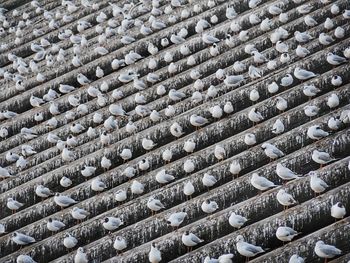 Full frame shot of seagulls perching on wood