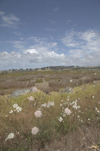 Scenic view of grassy field against sky