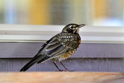 Close-up of bird perching on wooden table