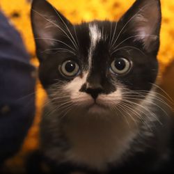 Close-up portrait of a cat
