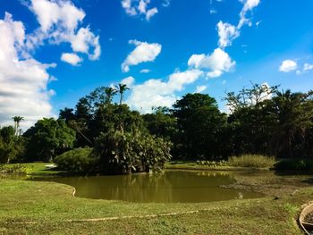 Trees on field against sky