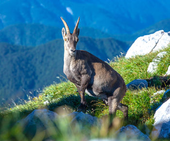 Alert alpine ibex on top of the mountain