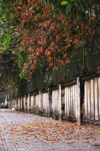 Footpath amidst leaves in park during autumn