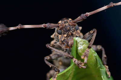 Close-up of insect on twig