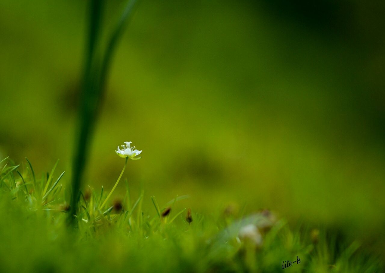 flower, growth, freshness, fragility, beauty in nature, field, nature, selective focus, focus on foreground, grass, plant, white color, close-up, green color, flower head, stem, blooming, wildflower, petal, day