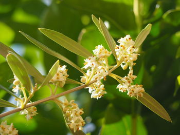 Close-up of insect on flowering plant