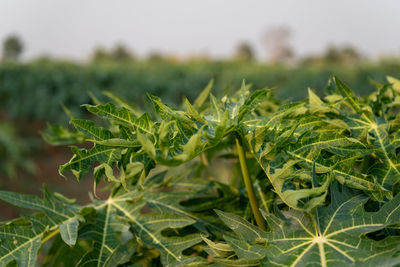 Close-up of fresh green plant in field