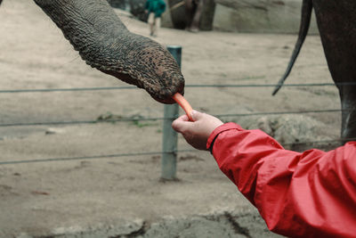 Low section of a persons hand feeding an elephant