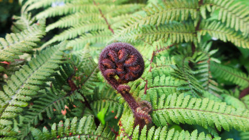 Close-up of pine cone on tree