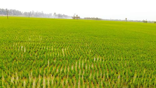 Scenic view of field against sky