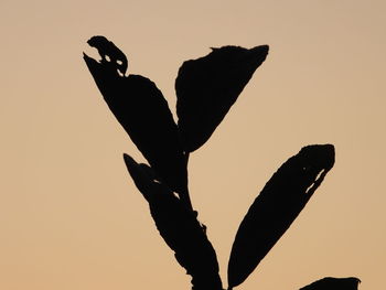 Low angle view of silhouette bird against clear sky