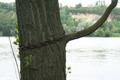 Close-up of tree trunk