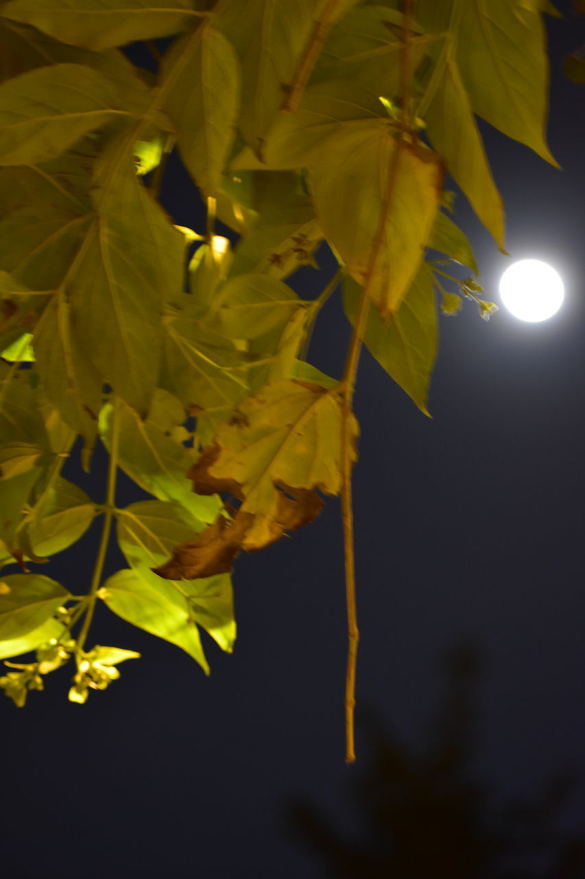 yellow, leaf, sunlight, plant part, branch, plant, tree, nature, light, green, flower, sky, beauty in nature, moon, macro photography, no people, autumn, outdoors, growth, plant stem, close-up, tranquility