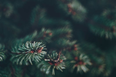 Closeup of pine branches with dark copy space