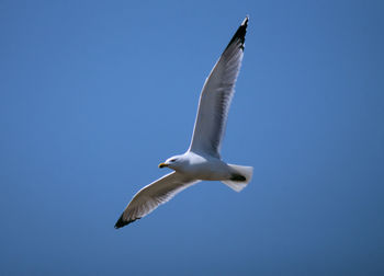 Low angle view of seagull flying