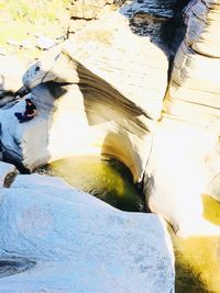 High angle view of bird on rock