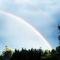 Low angle view of rainbow over trees against sky