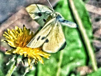 Close-up of butterfly on yellow flower