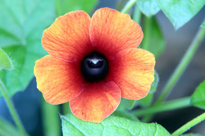 Close-up of red flower