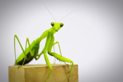 Close-up of insect on leaf against white background