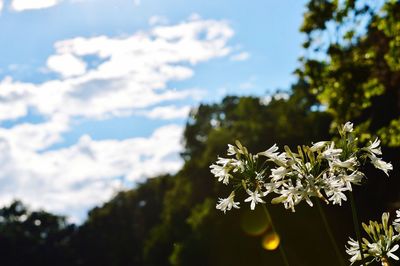 Close-up of flowers blooming on tree against sky